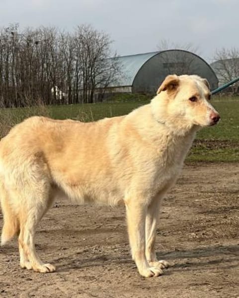 🐾❤ JINGLE, unser Allroundtalent !!