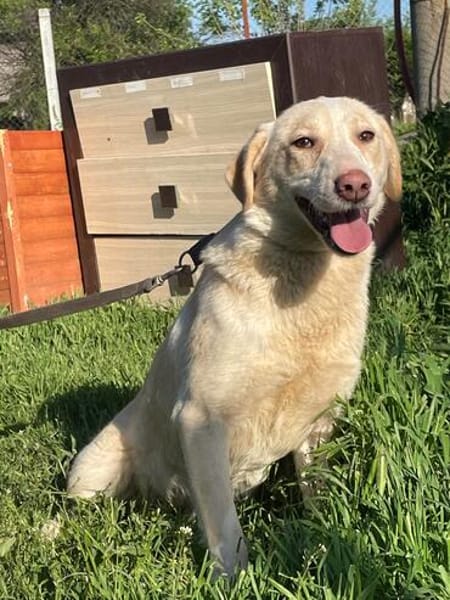 🐾❤ JINGLE, unser Allroundtalent !!