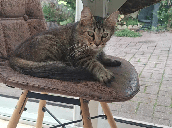 FIONA