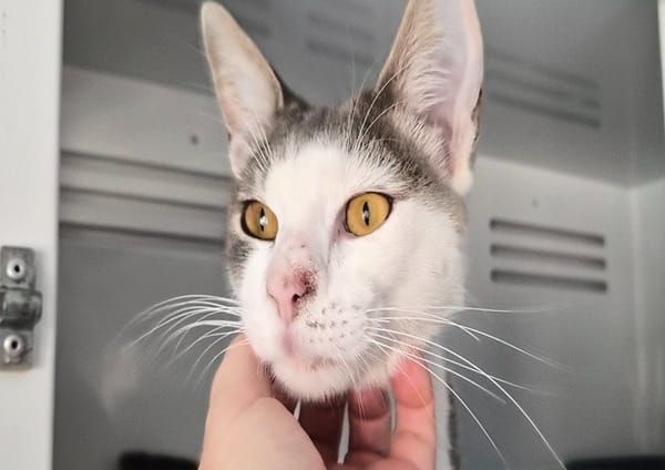 NESTOR (réservé)