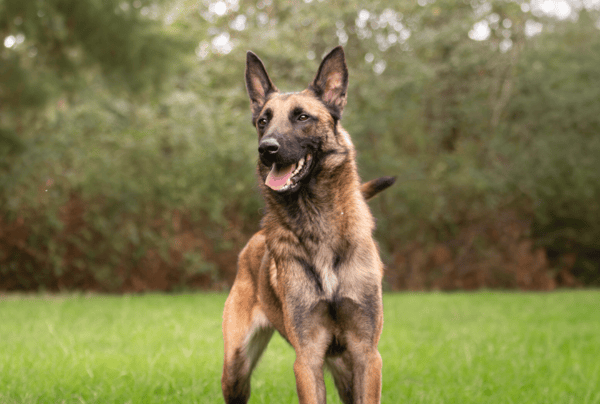 VALJEAN (OAA19982)