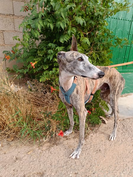 ARGOS (Animalea)