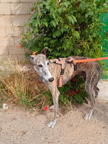 ARGOS (Animalea)