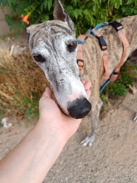 ARGOS (Animalea)