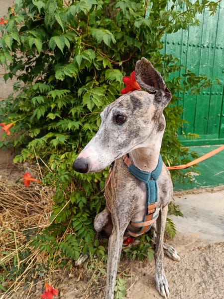 ARGOS (Animalea)