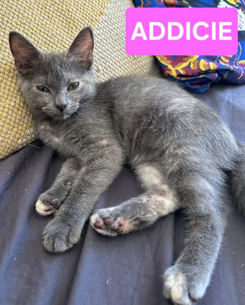 ADDICIE ET HÉMÉRA À ADOPTER ENSEMBLE