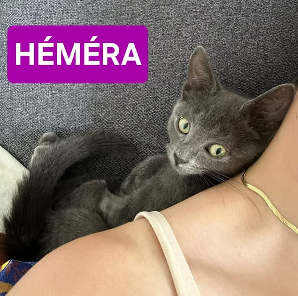 ADDICIE ET HÉMÉRA À ADOPTER ENSEMBLE