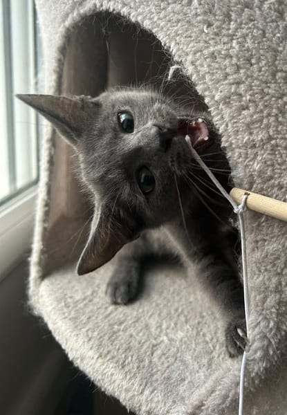 ADDICIE ET HÉMÉRA À ADOPTER ENSEMBLE