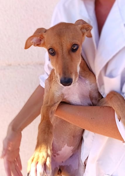 SAFIRA