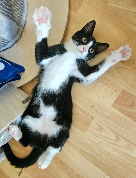 FILONNA A ADOPTER EN DUO AVEC PISTON OU SEUL SI DÉJÀ UN CHAT PRÉSENT CHEZ VOUS