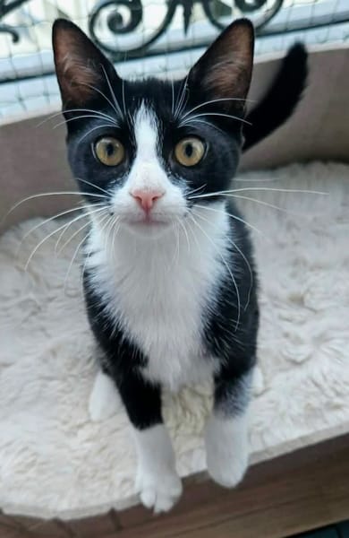FILONNA A ADOPTER EN DUO AVEC PISTON OU SEUL SI DÉJÀ UN CHAT PRÉSENT CHEZ VOUS
