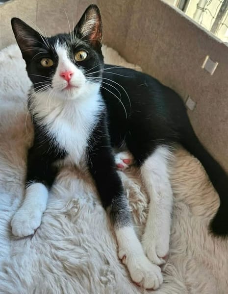 FILONNA A ADOPTER EN DUO AVEC PISTON OU SEUL SI DÉJÀ UN CHAT PRÉSENT CHEZ VOUS