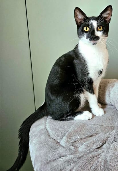 PISTON A ADOPTÉ AVEC FILONNA OU SEUL SI DÉJÀ UN CHAT PRÉSENT CHEZ VOUS