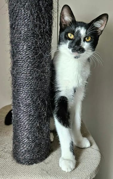 PISTON A ADOPTÉ AVEC FILONNA OU SEUL SI DÉJÀ UN CHAT PRÉSENT CHEZ VOUS