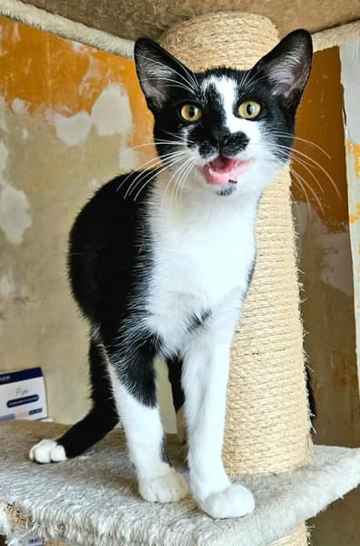 PISTON A ADOPTÉ AVEC FILONNA OU SEUL SI DÉJÀ UN CHAT PRÉSENT CHEZ VOUS