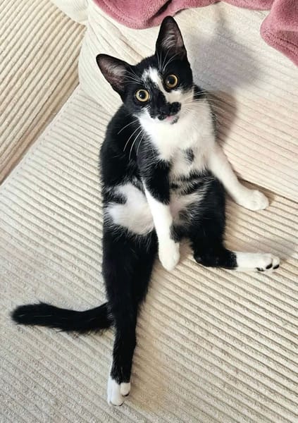 PISTON A ADOPTÉ AVEC FILONNA OU SEUL SI DÉJÀ UN CHAT PRÉSENT CHEZ VOUS