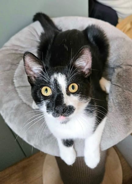 PISTON A ADOPTÉ AVEC FILONNA OU SEUL SI DÉJÀ UN CHAT PRÉSENT CHEZ VOUS