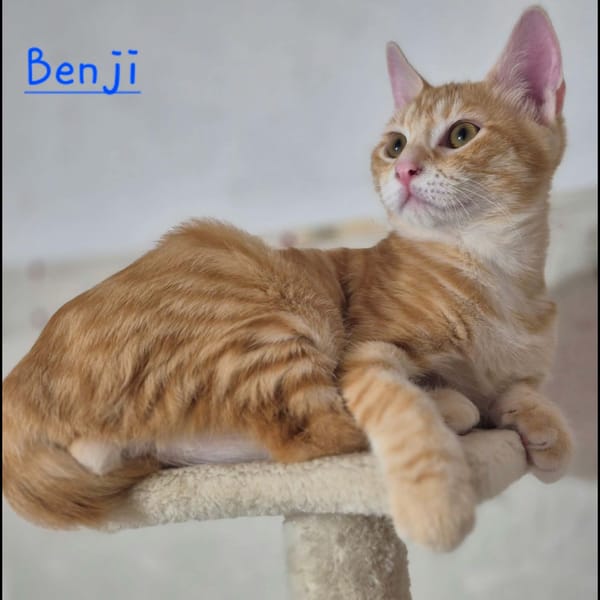 BOUNTY, BELLA, BIANCA et BENJI