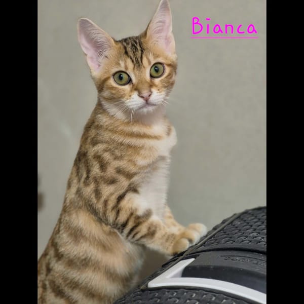 BOUNTY, BELLA, BIANCA et BENJI