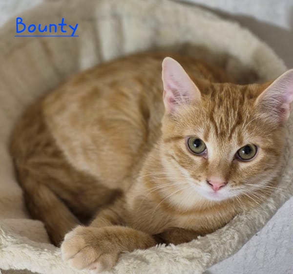 BOUNTY, BELLA, BIANCA et BENJI