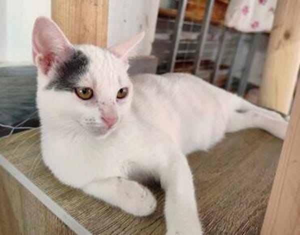 liebe Jungkatze Pim