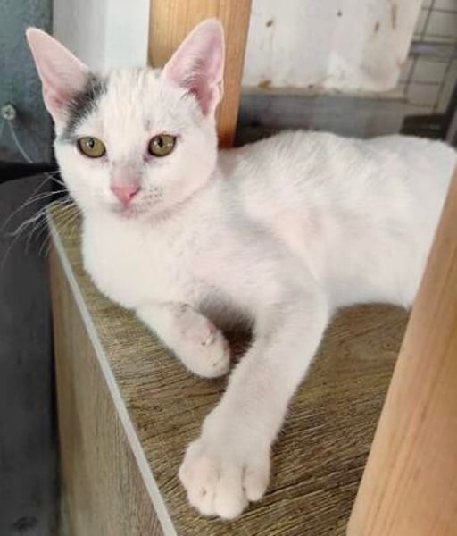 liebe Jungkatze Pim