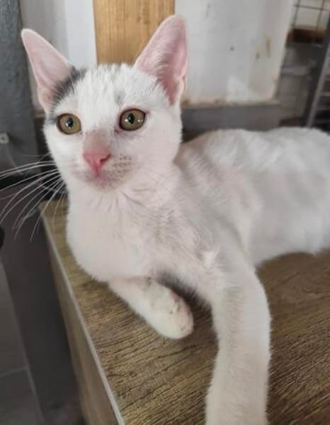 liebe Jungkatze Pim