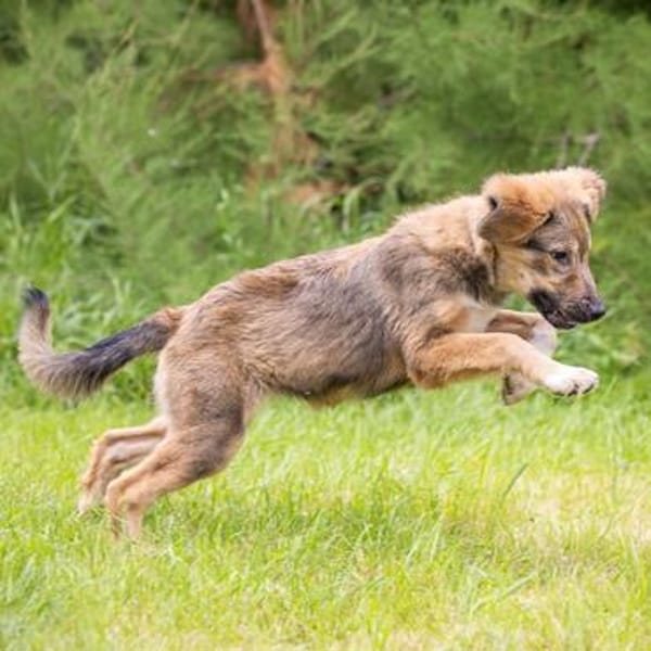 Biene💕menschenbezogenes und hundefreundliches Hundemädchen
