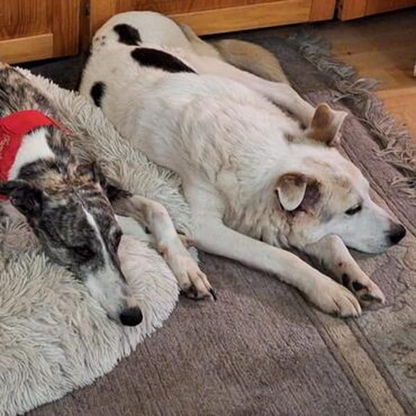 Lenny ❤ wartet in 45239 Essen , Gnadenplatz gesucht