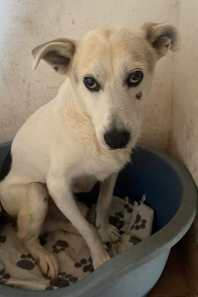 Lenny ❤ wartet in 45239 Essen , Gnadenplatz gesucht