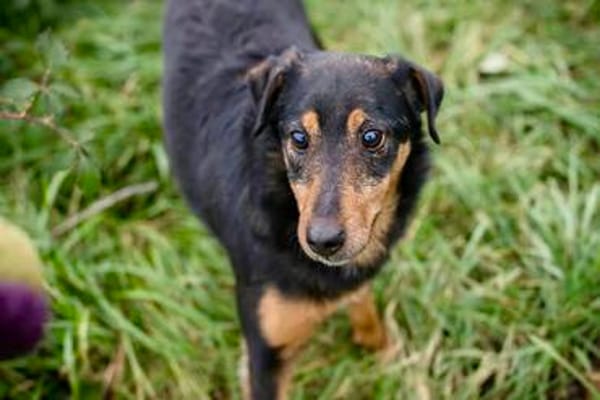 SKIBBY - Charmanter Schmusehund sucht seine Menschen