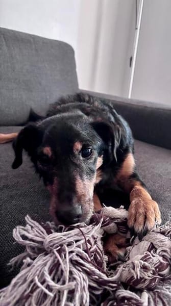 SKIBBY - Charmanter Schmusehund sucht seine Menschen