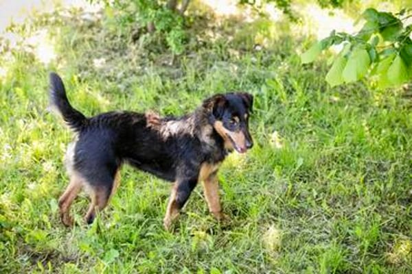 SKIBBY - Charmanter Schmusehund sucht seine Menschen