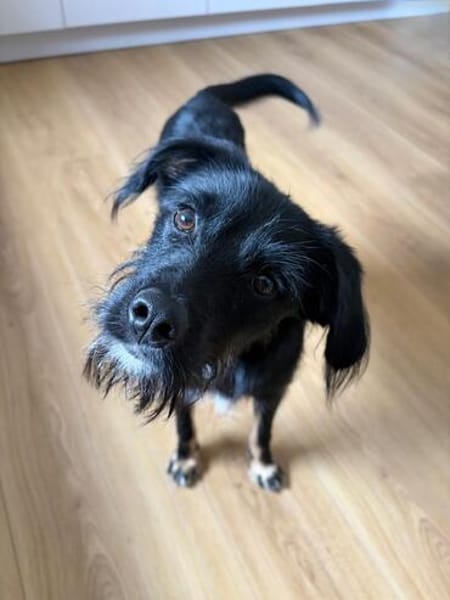 Traumhund Milan sucht seine Menschen