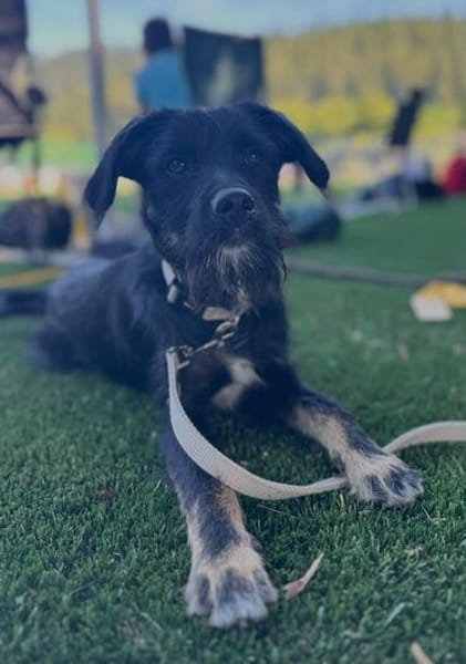 Traumhund Milan sucht seine Menschen