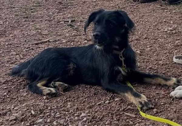 Traumhund Milan sucht seine Menschen