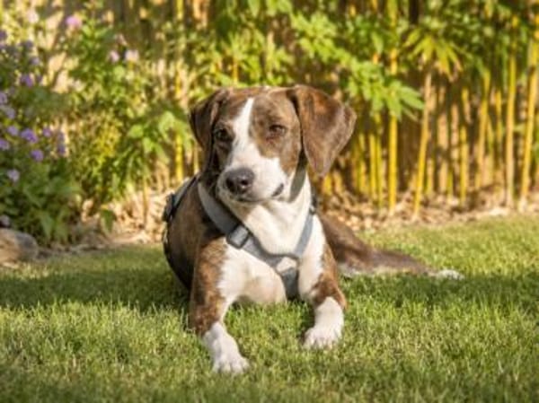 Freundliche Katar sucht Zuhause