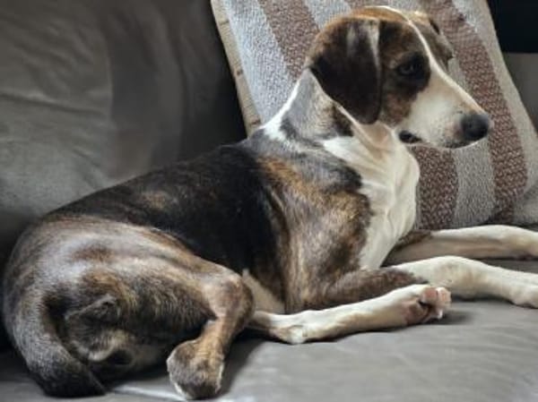 Freundliche Katar sucht Zuhause