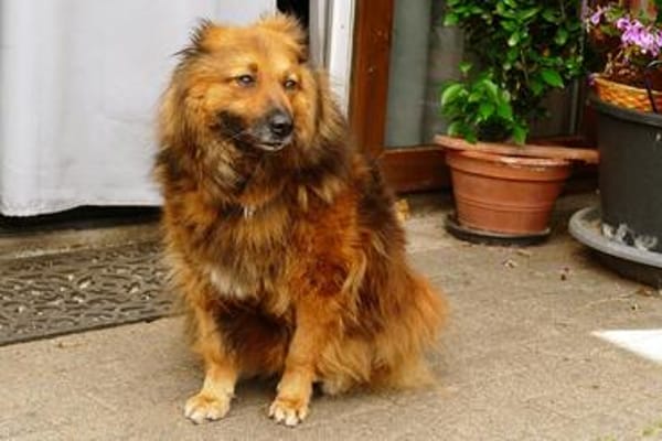 MARY wuscheliges Braunbärchen zum Kuscheln