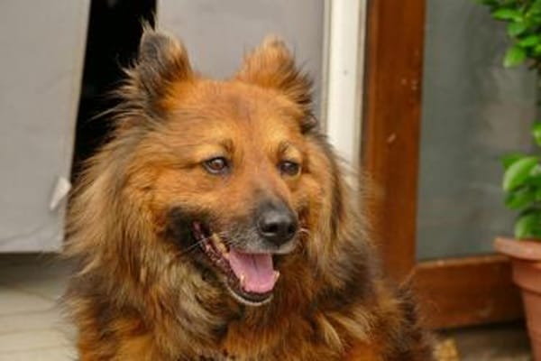 MARY wuscheliges Braunbärchen zum Kuscheln