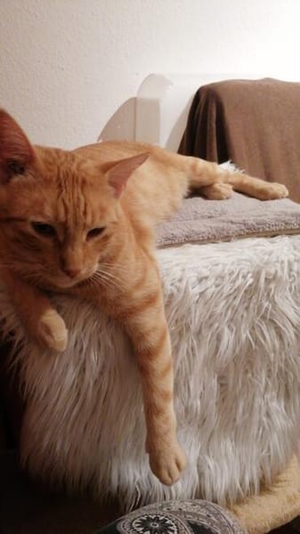 Leo & Marsia  unzertrennliches Katzenpaar sucht Zuhause