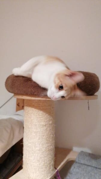 Leo & Marsia  unzertrennliches Katzenpaar sucht Zuhause