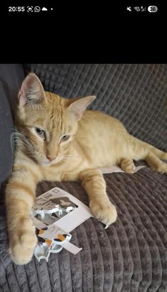 Leo & Marsia  unzertrennliches Katzenpaar sucht Zuhause