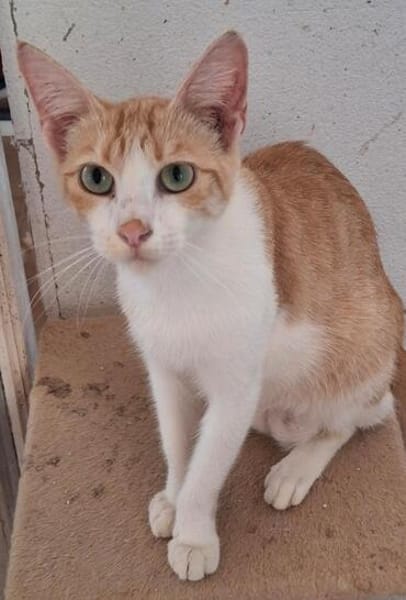 Leo & Marsia  unzertrennliches Katzenpaar sucht Zuhause