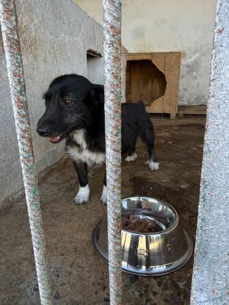 Fanny, 2 Jahre alt  sucht ihre eigene Familie!
