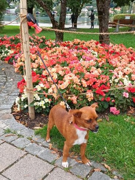 die kleine Ginger sucht liebevolles Zuhause