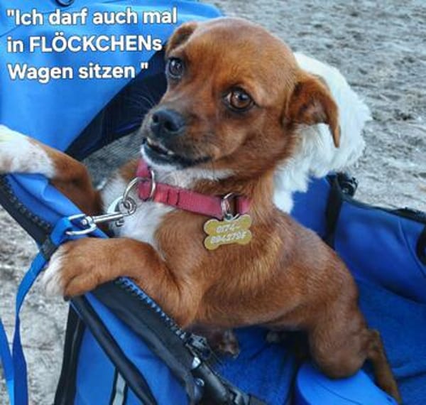 die kleine Ginger sucht liebevolles Zuhause