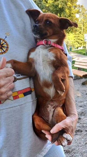 die kleine Ginger sucht liebevolles Zuhause