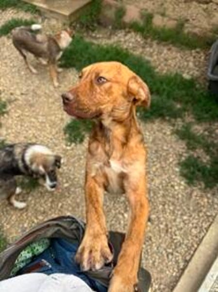 Süße Tiger Lilly möchte ankommen