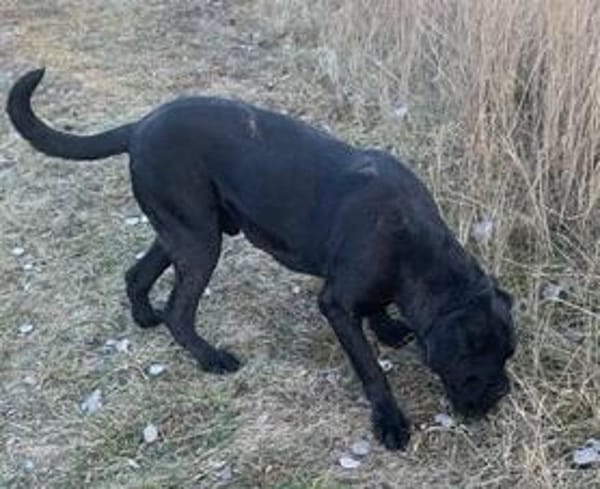 Chop sucht sein Glück